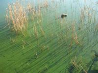 Loweswater algae